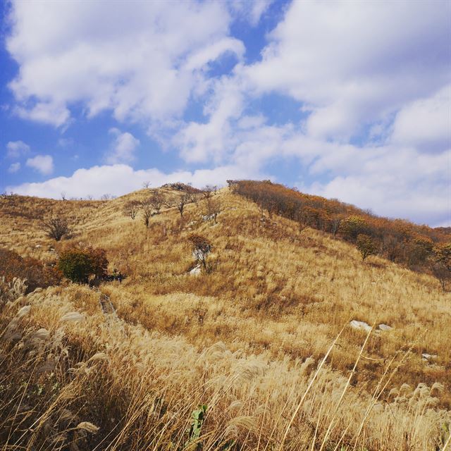 팔각정 부근 억새 평원. 억새밭이 봉우리 어귀까지 퍼져 하늘과 맞닿아 있다./2015-10-31(한국일보)