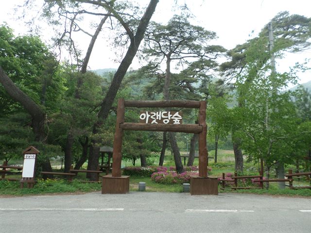 산림청이 복원한 아랫당마을 숲 전경.