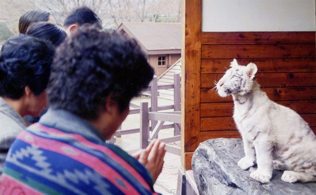 수능을 앞두고 학부모들이 백호 모형을 향해 대입 합격을 기원하고 있다. (1997년)