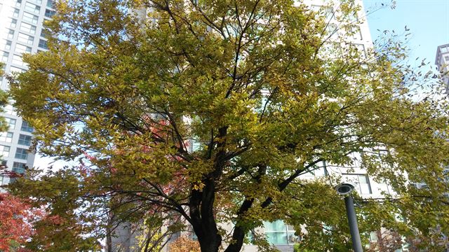 세월호 아픔을 일깨우는 팽나무 노란 단풍. 요즘 남해 도서지역에서 옮겨와 아파트 단지 등에 조경수로 많이 심는다. 팽나무 많은 팽목리의 항구가 팽목항이다.