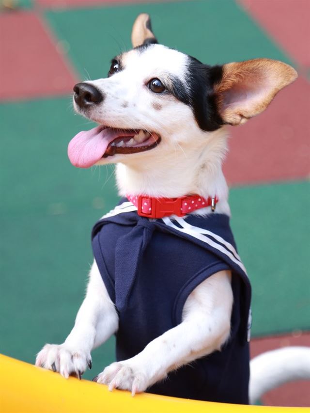 할아버지와 숨바꼭질을 즐기는 바비. 안수진 제공