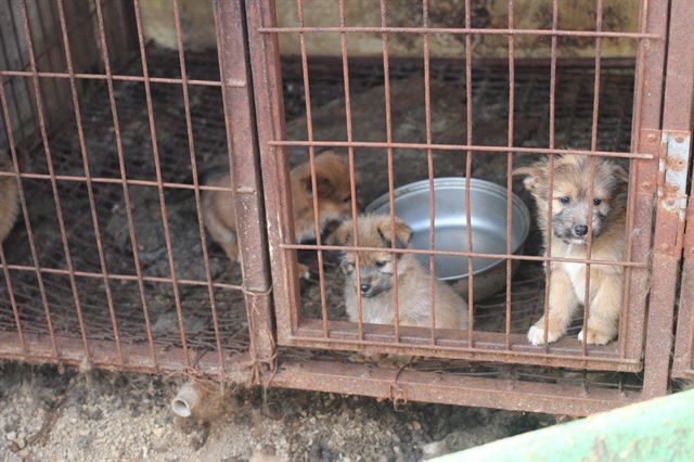 경기 남양주 진전읍 철거 명령이 내려진 개 번식장 내 강아지들이 뜬장 밖을 바라보고 있다. 동물자유연대 제공