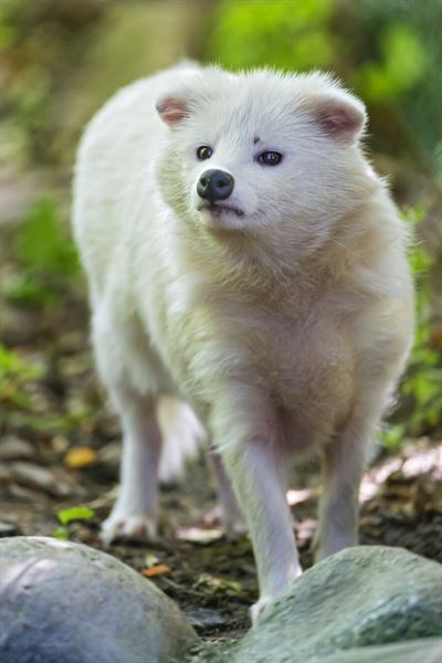 흰 너구리(White raccoon dog) 사진: 독립사진가 tambako the jaguar