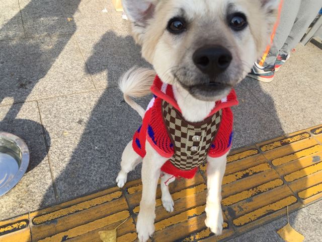 지난 21일 서울 용산구 이태원에서 열린 유기동물 행복찾는 사람들의 입양행사에 새 가족을 찾기 위해 나온 도원이.