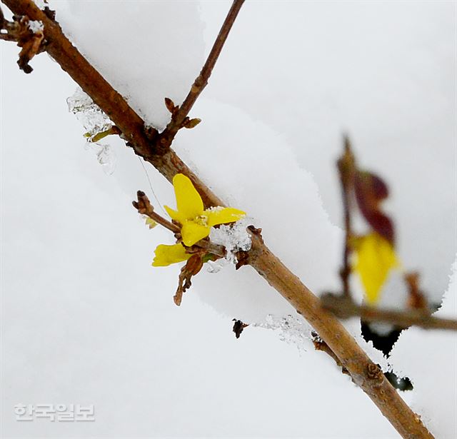 눈속에 핀 철없는 개나리. 충청남도예산군. 신상순 선임기자ssshin@hankookilbo.com /2015-11-30(한국일보)