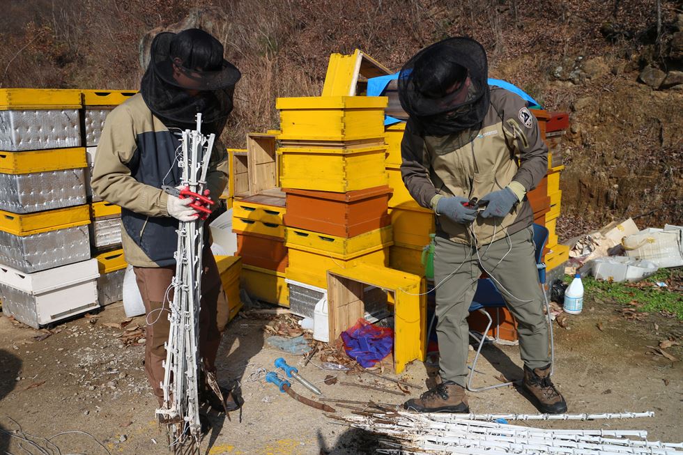 지난달 초 방사한 두 마리 새끼 곰 중 한 마리가 적응장 밖으로 이동하고 있다. 종복원기술원 제공