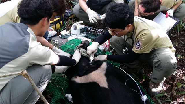 국립공원관리공단 관계자들이 지난해 9월 포획한 지리산 반달곰을 진료하며 건강상태를 살피고 있다. 국립공원관리공단 제공