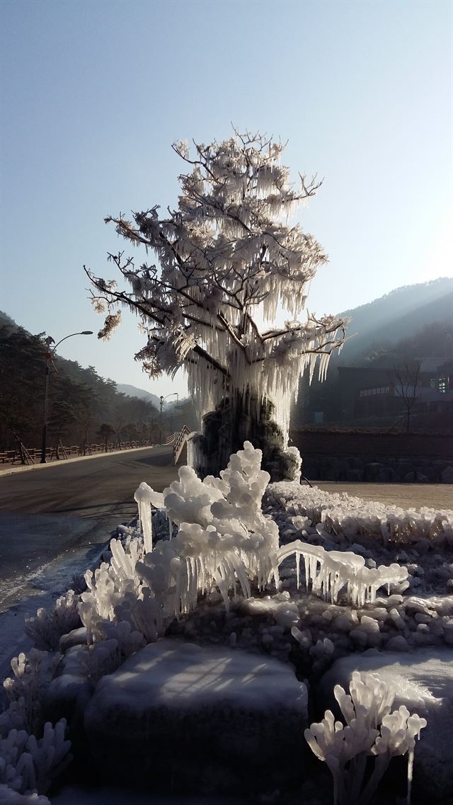 괴산의 새 명물로 떠오른 성불산 얼음나무. 괴산군 제공.