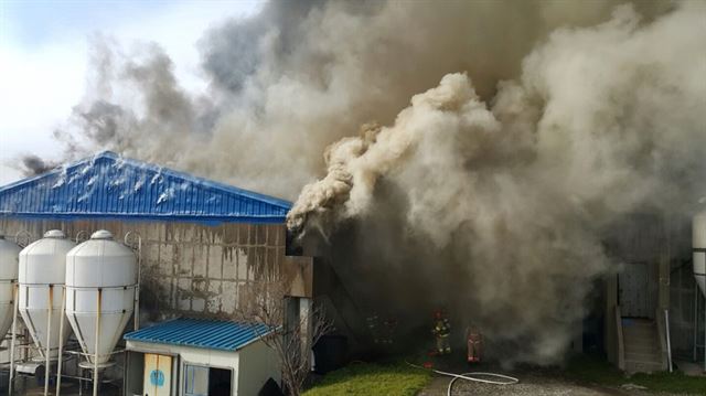 11일 오후 제주 서귀포시 한 양돈장에서 화재가 발생해 수 천마 리의 돼지가 폐사했다. 서귀포소방서 제공