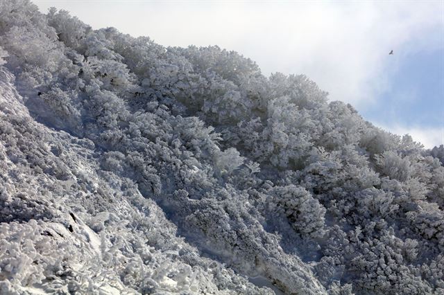 20일 제주 한라산 영실 탐방로에 눈꽃이 활짝 피어있다. 제주=연합뉴스