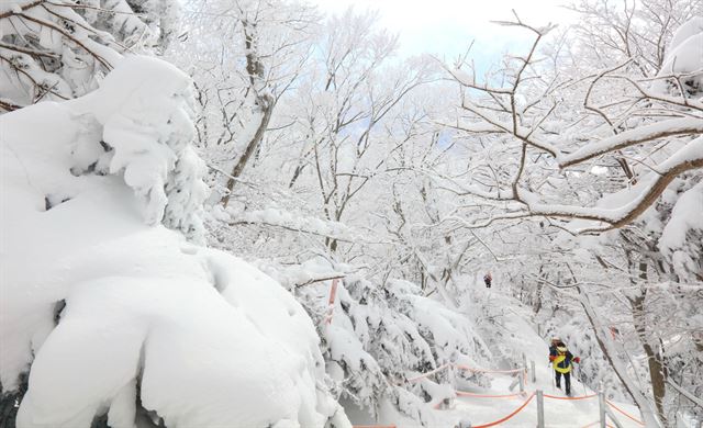 20일 탐방객들이 대설이 내려 눈꽃이 만발한 제주 한라산 영실코스를 오르며 겨울 정취를 만끽하고 있다. 제주=연합뉴스