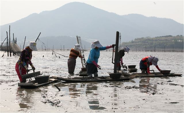 전남 보성군 벌교읍 장도리, 장암리, 대포리 일대 해면 23㎢의 갯벌이 국내 세 번째 도립공원으로 지정됐다. 전남도청 제공/2016-01-27(한국일보)