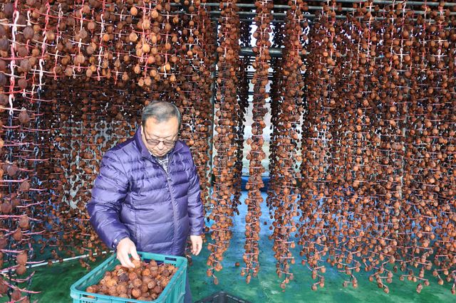 곶감생산 농민 김남충씨가 설 대목을 출하를 앞두고 충남 논산시 양촌면 덕장에 매달아 건조 중인 곶감을 선별하고 있다. 양촌면은 경북 상주, 충북 영동과 함께 전국 3대 곶감생산지로 유명하다. 이준호기자