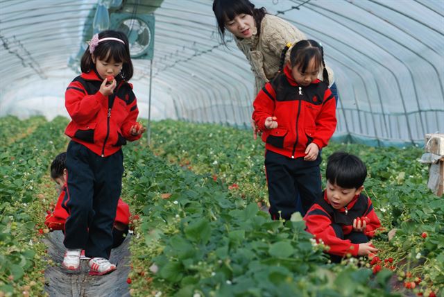 양촌의 한 딸기 비닐하우스에서 수확체험에 나선 어린이들이 딸기를 먹고 있다. 논산시 제공