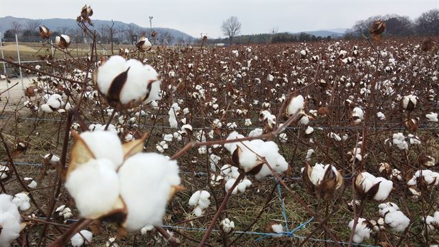 경주시 신라왕경 일원에 대규모로 조성된 관상용 목화단지. 경주시는 이 목화로 솜이불을 만들어 관내 독거노인들에게 전달했다. 경주시 제공