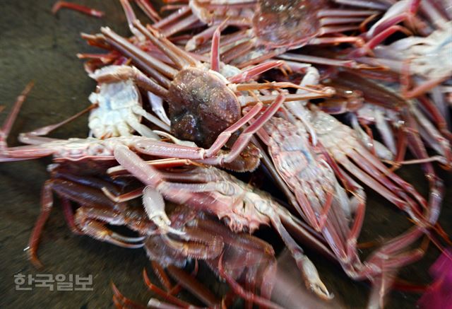 경매가 진행되기 전 울진 후포항에 대게가 부려지고 있다. 울진=최흥수기자 choissoo@hankookilbo.com