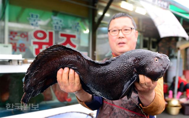 죽변항 우성식당의 김상진 사장이 꼼치를 들어 보이고 있다.