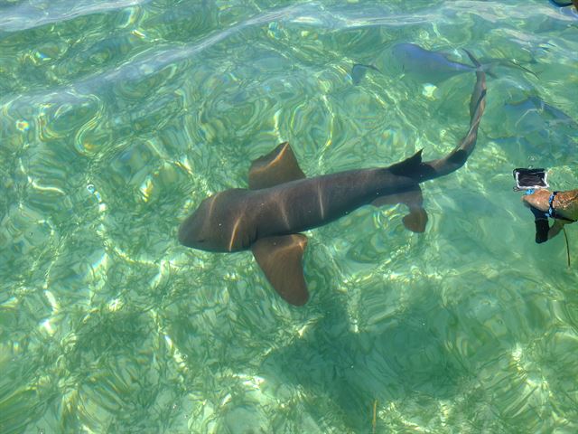 체감으론 돌고래와 다를 바 없는 무늬만 상어, 너스 샤크(nurse shark).