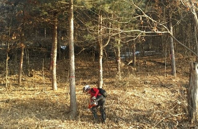 세종시 방제대책본부 직원이 소나무 재선충 방제를 위해 감염목을 벌채하고 있다. 세종시 제공.