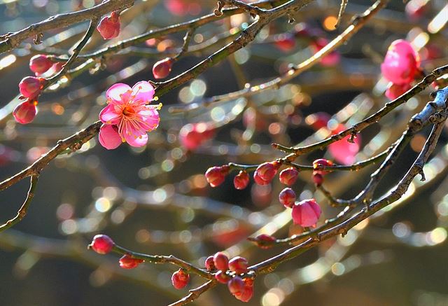 경남 양산시 하북면 영취산 아래 통도사에는 일명 ‘자장매’라고 하는 색다른 이름의 매화가 있다. 수령이 350여년이 된 홍매화로 사찰을 창건한 자장율사의 가르침을 기리는 꽃이다.왕태석기자 kingwang@hankookilbo.com