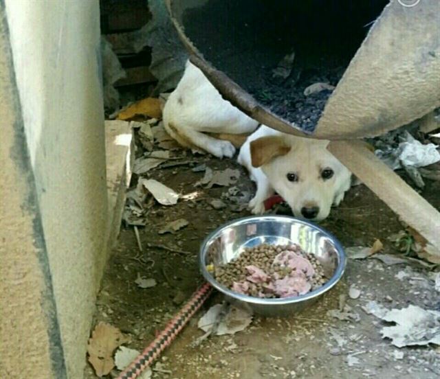 서울 관악산 공장에서 키우던 샐리는 자신의 어미가 눈 앞에서 죽임을 당하는 것을 지켜봐야만 했다. 유행사 제공