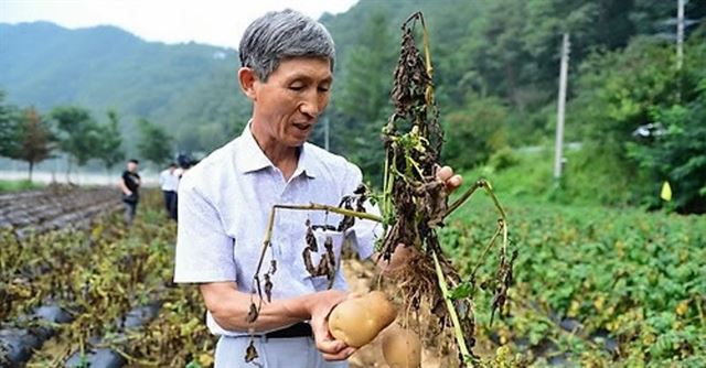 강원 평창군의 한 농민이 강원도농업기술원이 개발한‘오륜’감자를 수확하고 있다. 오륜 품종은 기존 수미보다 당도와 분이 많고 원줄기가 굵어 잘 쓰러지지 않는 내보복성을 가졌다고 농업기술원은 설명했다. 평창군 제공