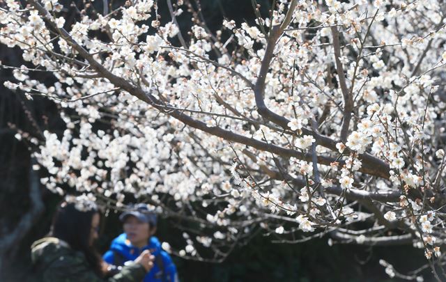 매화꽃이 만개한 21일 제주 서귀포시 걸매생태공원에서 시민들이 봄을 맞이하고 있다. 서귀포=연합뉴스