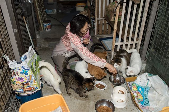 강제피난구역이던 나라하에서 동물들을 보살피기 위해 피난하지 않은 재일동포 김연옥씨. 그는 원전 사고 이후 버려진 동물들을 입양, 고양이 서른 마리와 개 두 마리를 키우고 있다. 피에르 엠마뉴엘 델레트헤 프리랜서 기자 pe.deletree@gmail.com