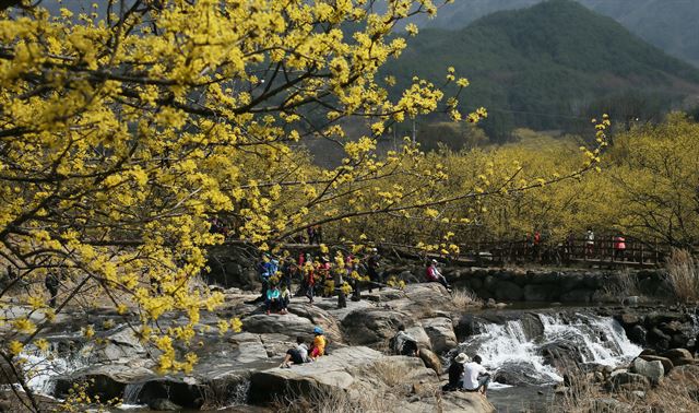 전남 구례군 산동면 산수유마을의 봄. 구례군 제공/2016-02-25(한국일보)