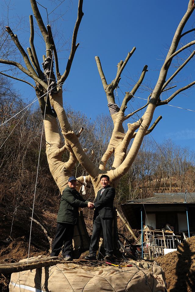 25일 대전 뿌리공원에 옮겨진 연리지. 왼쪽부터 권용집 기증자와 박용갑 대전 중구청장. 대전 중구 제공/2016-02-25(한국일보)