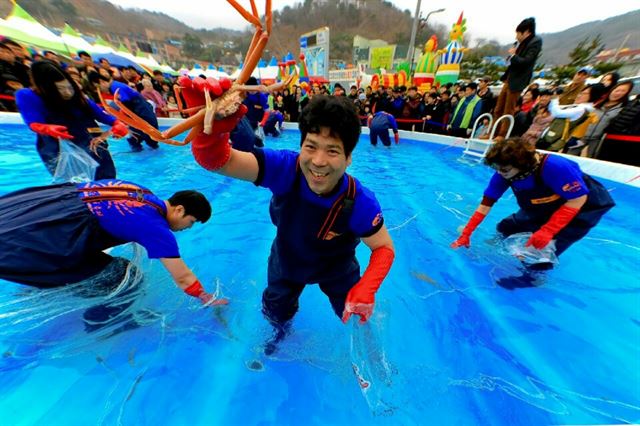 울진대게축제/2016-02-26(한국일보)