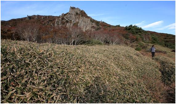 환경부는 제주조릿대 확산으로 한라산을 국립공원에서 해제할 수도 있다고 경고했다.