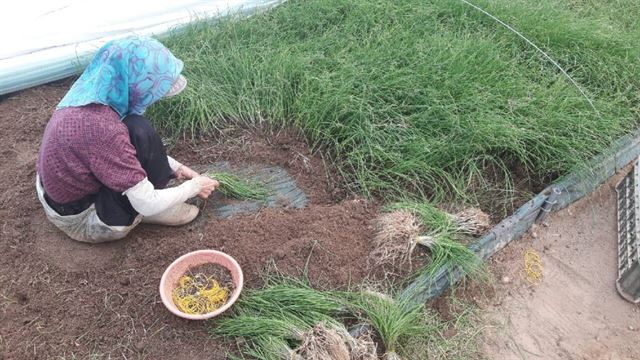 경산시 압량면 한 농민이 하우스에서 달래를 수확하고 있다. 경산시 제공.