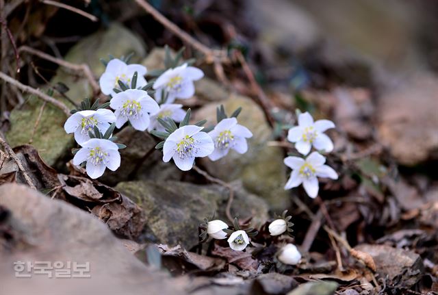 향일암 인근 변산바람꽃 군락.