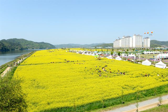 단일 면적으로는 전국 최대 규모의 창녕낙동강유채축제는 낙동강과 어우러진 절경과 함께 부곡온천축제와 인근 생태관광지를 연계해 창녕을 대표하는 '봄축제'로 자리잡고 있다.