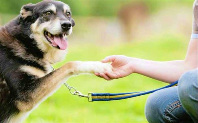 반려견과 함께하다 보면 어느 순간 성장한 자신을 발견한다. 바크포스트(barkpost.com)