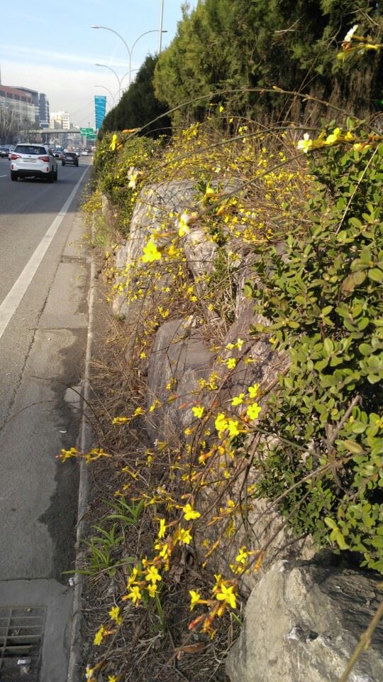 영춘화는 대개 낮은 석축이나 경사지에 심는다. 서울 서초구 사평로 강남고속버스터미널 쪽 석축에 핀 영춘화.