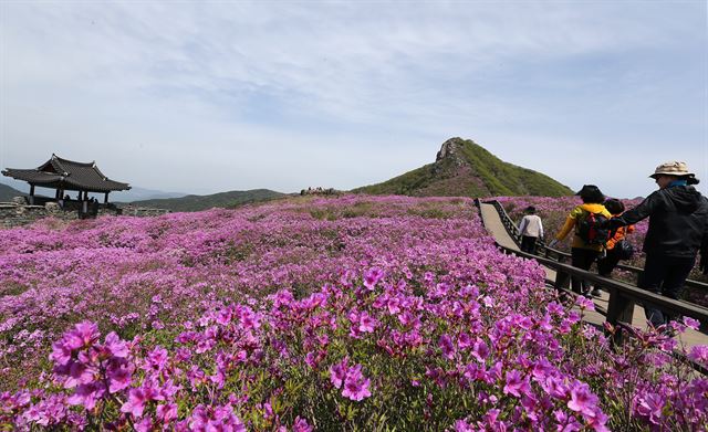 산청군은 '대한민국 힐링 1번지' 동의보감촌을 중심으로 산청관광벨트 구축을 추진하고 있다. 사진은 내달 4일부터 18일까지 열리는 '2016 산청 황매산 철쭉제' 무대인 차황면 철쭉 군락지 전경.