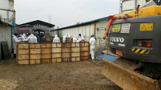 지난달 18일 구제역이 발생한 충남 천안시 풍세면의 한 양돈농가에서 살처분한 돼지를 매립하고 있다.