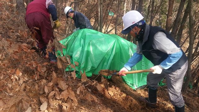 /경북 포항시 북구 기계면 재선충병 발생지에서 방제작업을 실시하고 있는 모습. 남부지방산림청 제공.