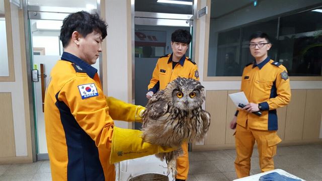 지난 21일 경북 상주소방서 119구조대가 상주시의 한 과수원에서 그물에 걸려 있던 수리부엉이를 구한 뒤 상태를 확인하고 있다. 상주소방서 제공