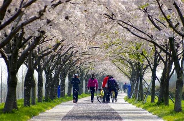 부산 강서구 낙동제방길은 해마다 봄을 알리는 왕벚나무를 보기 위한 방문객들의 발길이 끊이지 않는 곳이다. 사진은 2013 아름다운 가로수길 사진전 최우수상(정미영) 당선작. 부산시 제공