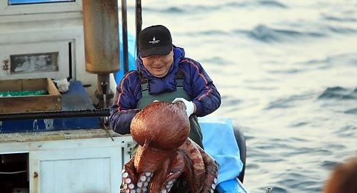 강원 동해안 최북단 저도어장에서 조업 중인 어민이 큼지막한 문어를 잡아 끌어올리고 있다. 연합뉴스