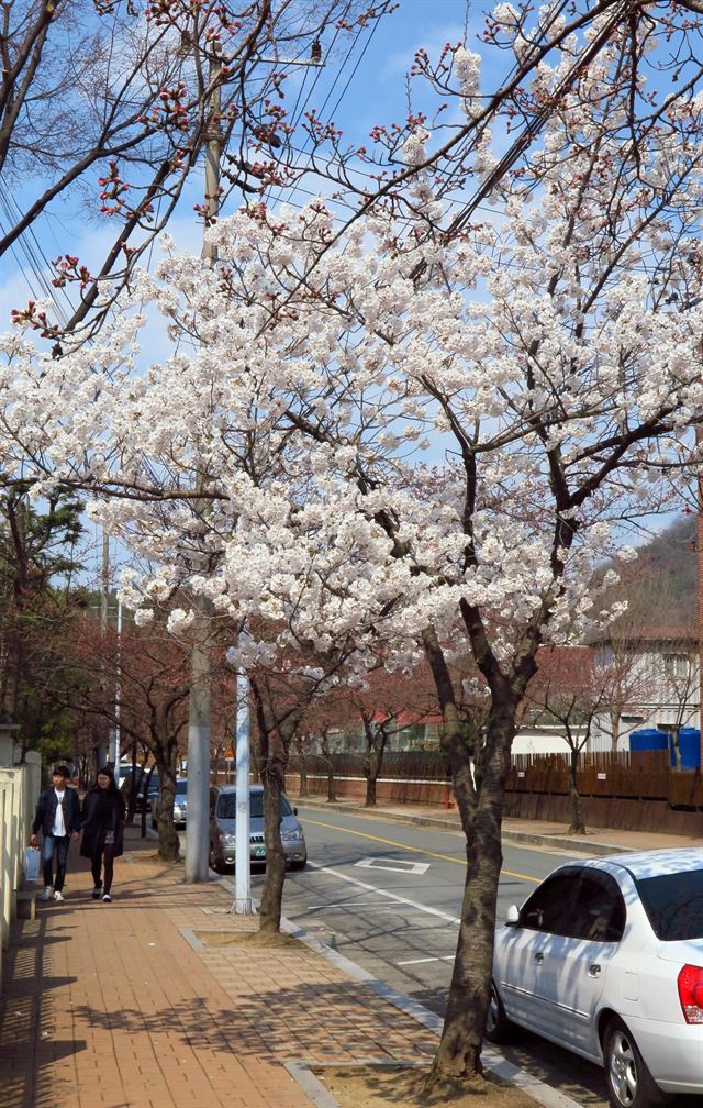 포근한 날씨가 계속되는 가운데 27일 대구 수성구 대구교통연수원 옆 도로변에 나홀로 활짝 핀 벚꽃에 꿀벌과 직박구리가 진수성찬을 벌이고 있다. 정광진기자 kjcheong@hankookilbo.com