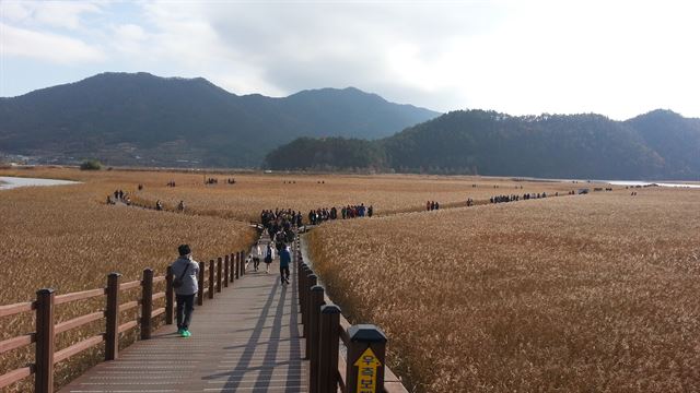 전남 순천만습지./2016-03-29(한국일보)