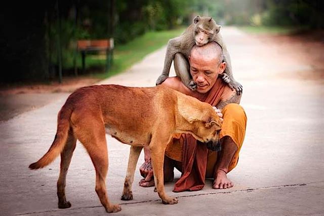 한 승려가 개와 원숭이와 교감하고 있다. buddhaweekly.com