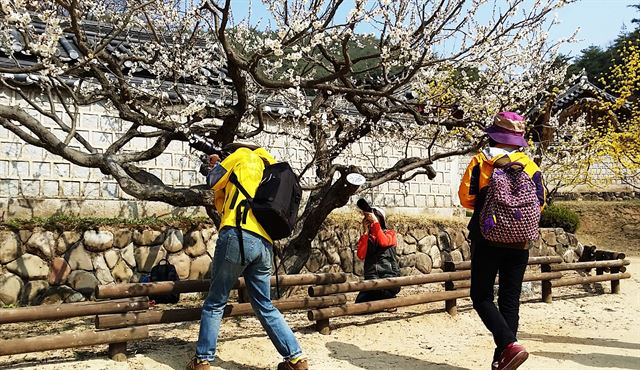 경북 안동시 도산면 도산서원 일대에 매화 꽃이 만개하면서 관광객들의 발길이 이어지고 있다. 안동시 제공