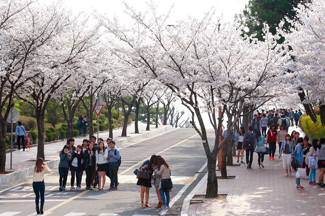 대구 달서구 계명대 성서캠퍼스 행소박물관 앞길의 벚꽃이 만발한 가운데 학생들이 사진을 찍고 있다. 계명대 제공