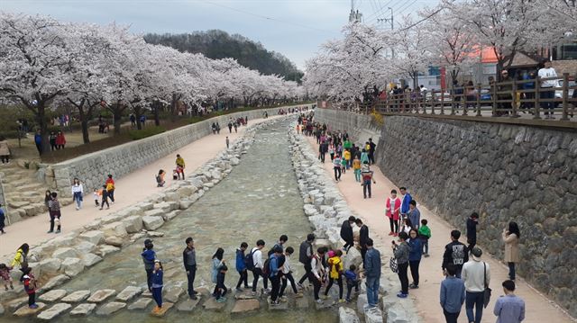 31일 경북 구미시 금오천에 벚꽃이 흐드러지게 핀 가운데 만개한 벚꽃을 보며 길을 걷는 시민들의 행렬이 이어지고 있다. 구미시 제공