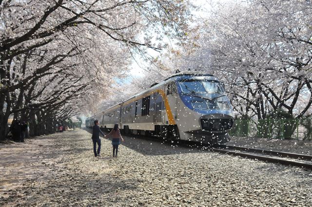 진해 벚꽃 명소 중 하나인 경화역 800m 꽃철길 전경.